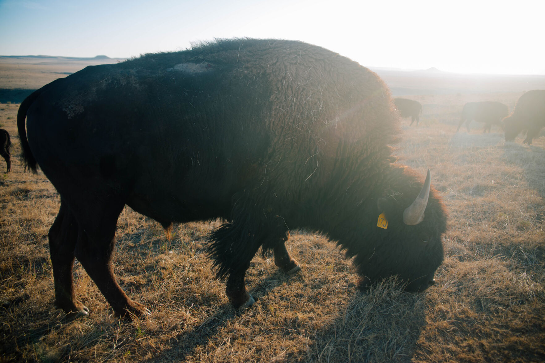 bison 3.jpg